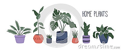 Trendy home plants in colorful pots, hand drawn set of stylish flowers Vector Illustration